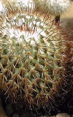 (Mammillaria moelleriana)