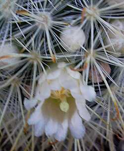 (Mammillaria moelleriana)