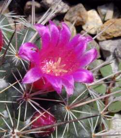 (Mammillaria montensis)