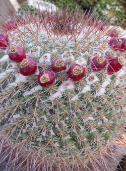 (Mammillaria montensis)