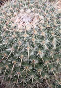 (Mammillaria morganiana)