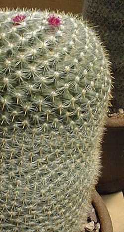 (Mammillaria muehlenpfordtii)