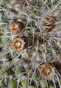 (Mammillaria muehlenpfordtii)