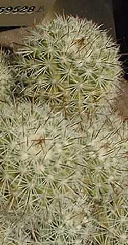 (Mammillaria multidigitata)