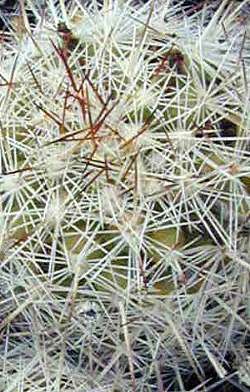 (Mammillaria multidigitata)