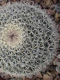 (Mammillaria mystax)