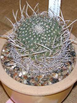 (Mammillaria mystax)