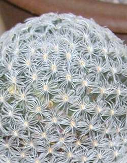 (Mammillaria crinita f. nana)