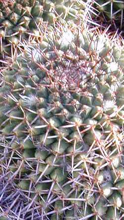 (Mammillaria karwinskiana ssp. nejapensis )