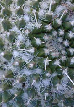 (Mammillaria karwinskiana ssp. nejapensis )