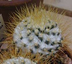 Woolly Nipple Cactus(Mammillaria nivosa)