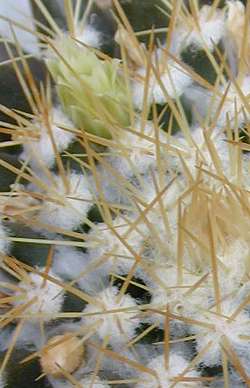 Woolly Nipple Cactus(Mammillaria nivosa)