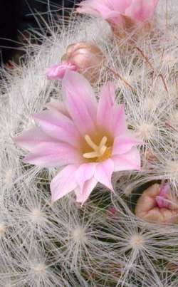 (Mammillaria glassii var. nominis-dulcis )