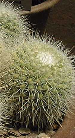 (Mammillaria nunezii)