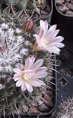 (Mammillaria gigantea)