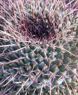 (Mammillaria gigantea)