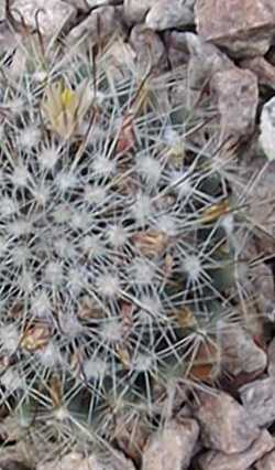 (Mammillaria oteroi)