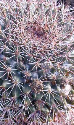 (Mammillaria pachycylindrica)