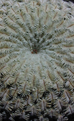Conchilinque(Mammillaria pectinifera)