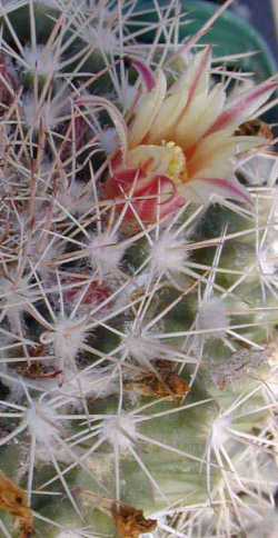 (Mammillaria peninsularis)