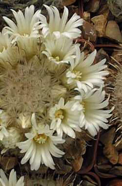 (Mammillaria pennispinosa)