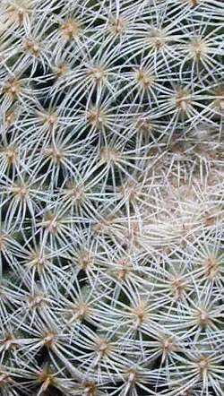 (Mammillaria perbella)