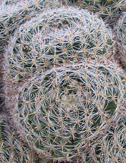 (Mammillaria perbella)