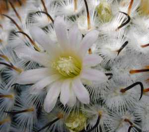 (Mammillaria perezdelarosae)
