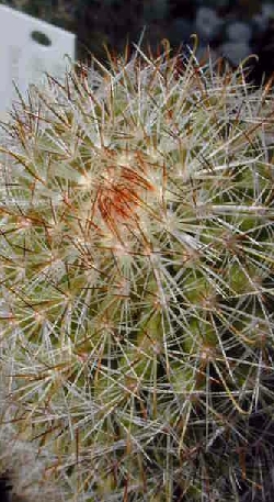 (Mammillaria phitauiana)