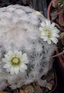 Feather Cactus(Mammillaria plumosa)