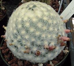 Feather Cactus(Mammillaria plumosa)
