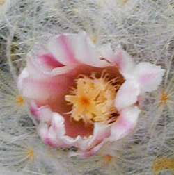 Feather Cactus(Mammillaria plumosa)