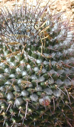 (Mammillaria polyedra)