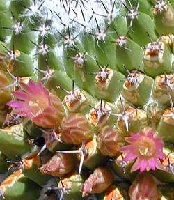 (Mammillaria polythele)