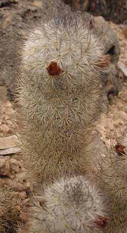 Rattail Cactus(Mammillaria pottsii)