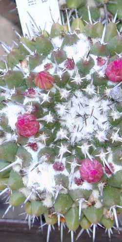 (Mammillaria priessnitzii)