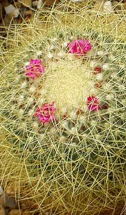 (Mammillaria rhodantha ssp. pringlei )