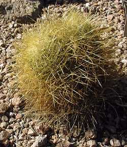 (Mammillaria rhodantha ssp. pringlei )