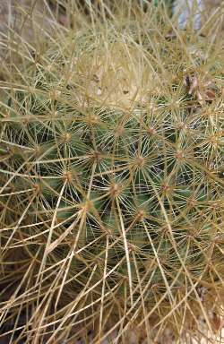 (Mammillaria rhodantha ssp. pringlei )