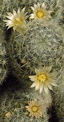 Texas Nipple Cactus(Mammillaria prolifera)