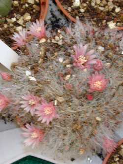 Texas Nipple Cactus(Mammillaria prolifera)