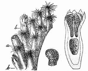 Texas Nipple Cactus(Mammillaria prolifera)