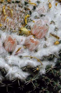 (Mammillaria formosa ssp. pseudocrucigera )