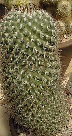 (Mammillaria rekoi)