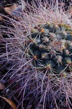 (Mammillaria albilanata ssp. reppenhagenii )