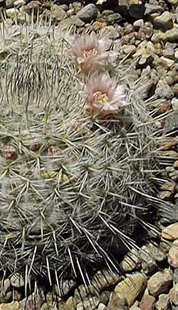 (Mammillaria chionocephala 'ritteriana')