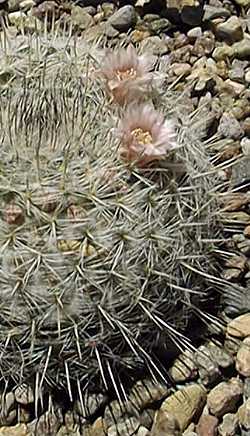 (Mammillaria chionocephala 'ritteriana')