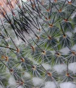 (Mammillaria chionocephala 'ritteriana')