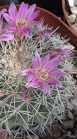 (Mammillaria melanocentra ssp. rubrograndis )