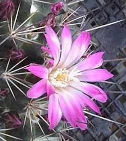 (Mammillaria melanocentra ssp. rubrograndis )